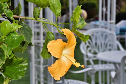 yellow living flower in the garden. High quality photo