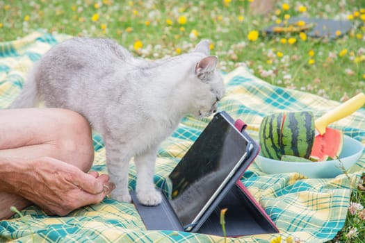 cute kitten sits on a laptop keyboard on a green garden lawn,the owner works in nature with a fluffy pet, outdoor picnic,Digital technology,Stop working, pay attention to me,High Quality Photo