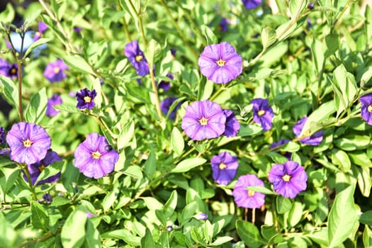 Purple round flowers with green leaves, natural background, wallpaper. High quality photo