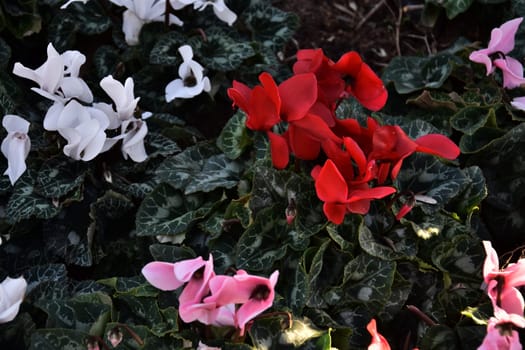 Red white and pink flowers with green leaves, natural background. High quality photo
