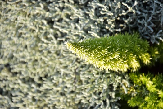 green bright fresh spiky plant stands out against the natural background. High quality photo