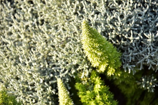 green bright fresh spiky plant stands out against the natural background. High quality photo