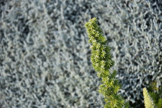 Green natural bush, wall of leave ,background. High quality photo