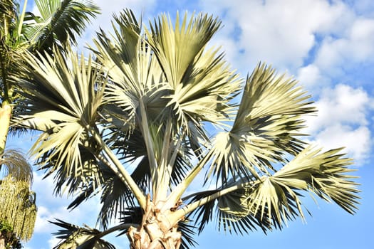 Green palm tree in blue sky. High quality photo