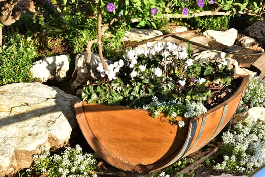 White flowers with green leaves in a brown barrel, ornamental plants in the garden. High quality photo