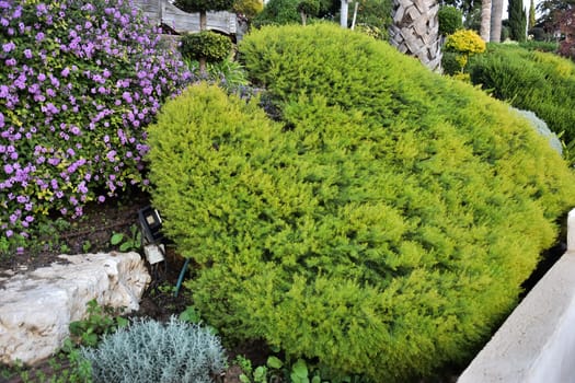 Green heart-shaped bush in the garden. High quality photo