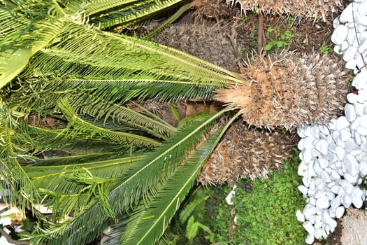 Green decorative small palm trees with leaves on white round stones in the garden. High quality photo