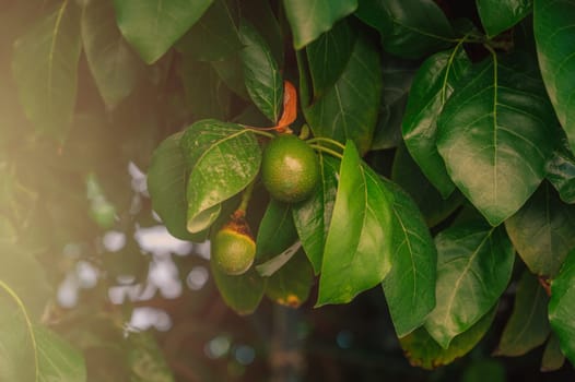 Avocado fruits on a Avocado tree in a garden. Avocado production or agriculture concept