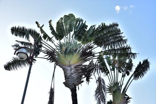Green palm tree in blue sky. High quality photo
