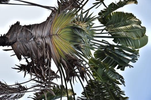 Green palm tree in blue sky. High quality photo