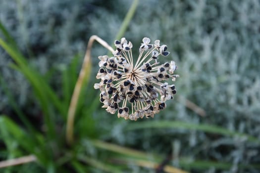 round flower on green summer background. High quality photo