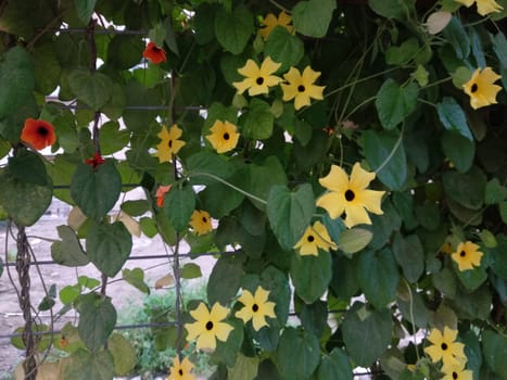 yellow flowers with leaves, decorative natural wall. High quality photo