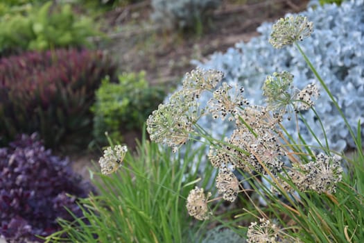 Green decorative flowers in the flowerbed. High quality photo