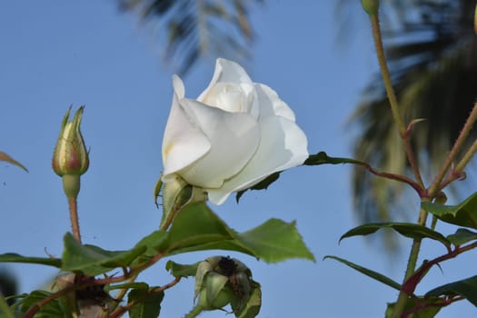 White fresh rose flower with leaves, blue sky. High quality photo
