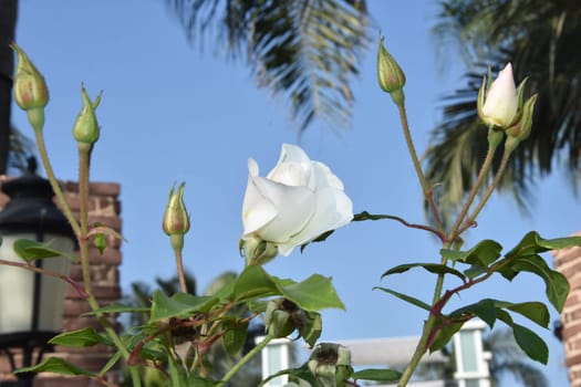 White fresh rose flower with leaves in the park. High quality photo