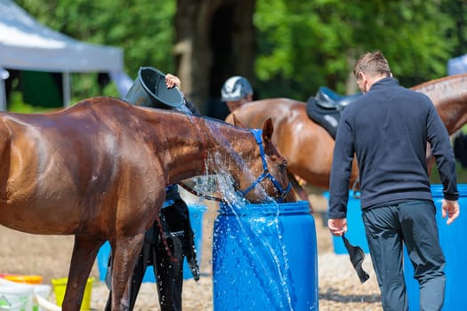 A tired horse drinks water in competitions, horse runs for long distances. Moscow Russia July 1, 2023. High quality photo