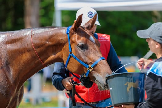 A tired horse drinks water in competitions, horse runs for long distances. Moscow Russia July 1, 2023. High quality photo