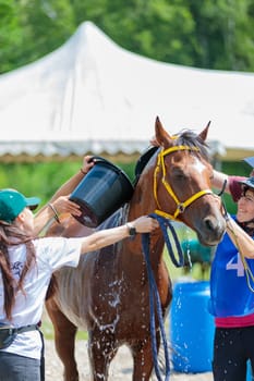 Cold water is poured on the horse to restore strength and pulse. Body cooling. Moscow Russia July 1, 2023. High quality photo