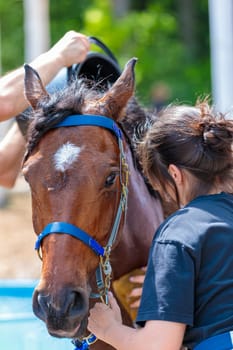 Cold water is poured on the horse to restore strength and pulse. Body cooling. Moscow Russia July 1, 2023. High quality photo