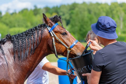 A tired horse drinks water in competitions, horse runs for long distances. Moscow Russia July 1, 2023. High quality photo