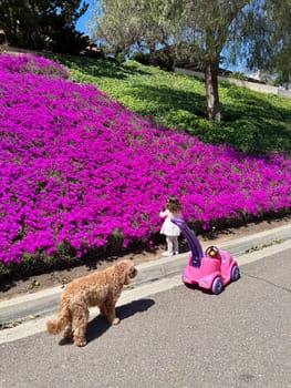 Cute little girl is playing with purple flowers, toddler looking at flower