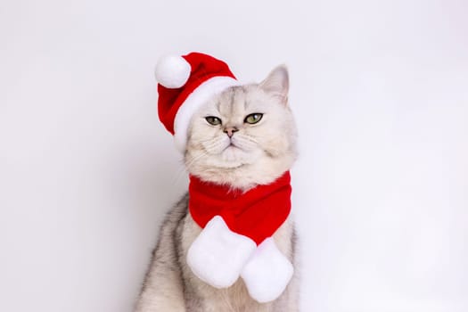 A serious white cat, sitting in a red Santa hat and a red scarf, looks into the camera,isolated on a white background. Close up. Copy space
