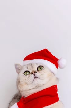 A funny white cat in a red Santa hat and a red scarf looks up, on a white background. Vertical. Close up. Copy space