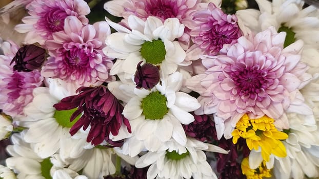 white and pink chrysanthemum flowers bouquet , plants nature. High quality photo
