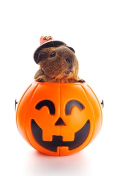 Guinea pig sitting in Halloween trick or treat bucket isolated on white background.