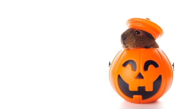 Guinea pig sitting in Halloween trick or treat bucket isolated on white background.