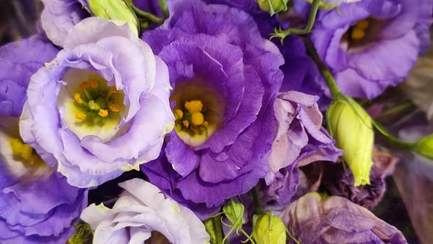 Purple pink yellow roses beautiful flowers petals bouquet,plant variety. High quality photo