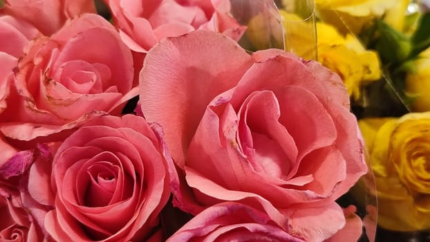 pink yellow roses beautiful flowers petals bouquet,plant variety. High quality photo