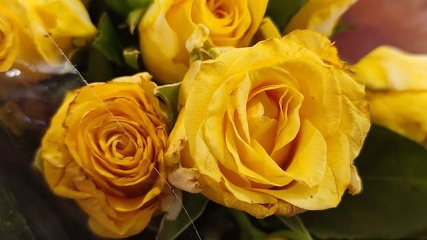 yellow roses beautiful flowers petals bouquet,plant variety. High quality photo