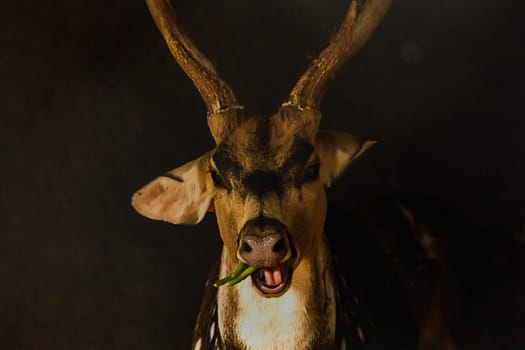 The chital or cheetal also known as the spotted deer, chital deer and axis deer, is a deer species native to the Indian subcontinent.