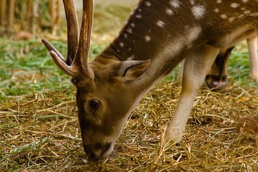 The chital or cheetal also known as the spotted deer, chital deer and axis deer, is a deer species native to the Indian subcontinent.