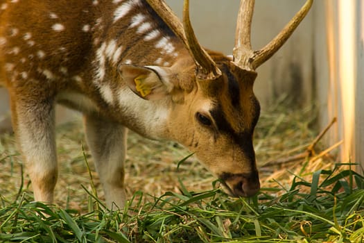 The chital or cheetal also known as the spotted deer, chital deer and axis deer, is a deer species native to the Indian subcontinent.