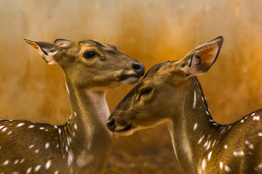 The chital or cheetal also known as the spotted deer, chital deer and axis deer, is a deer species native to the Indian subcontinent.