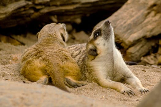 The meerkat (Suricata suricatta) or suricate is a small mongoose found in southern Africa