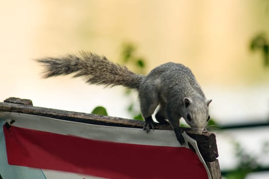 Squirrel on a park bench.