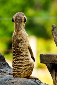 The meerkat (Suricata suricatta) or suricate is a small mongoose found in southern Africa