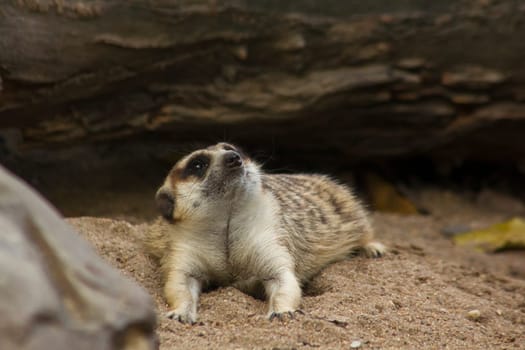 The meerkat (Suricata suricatta) or suricate is a small mongoose found in southern Africa