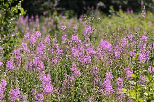 Blooming Sally - wild plant with a pink flowers