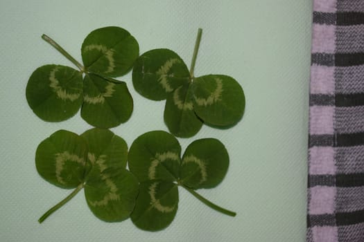 sprigs of green clover leaves on a light green background, Patrick day. High quality photo