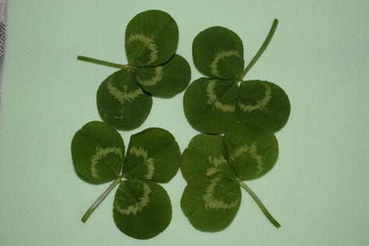 sprig of green clover leaves on a light green background, Patrick day. High quality photo