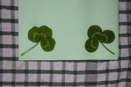 sprig of green clover leaves on a light green background, Patrick day. High quality photo
