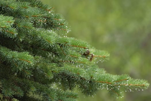 Spruce branches in drops of rain