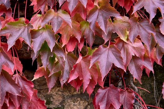 Detail of green and red ivy leaves.Detail, variety, texture, out-of-focus background, textural, solarium, rural stone