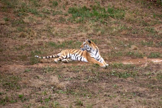 A tiger lying on the ground and the grass. lonely, uncrowded, green, dangerous, spectating