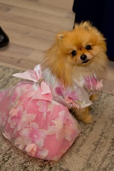 Small Spitz dog in a wedding dress.