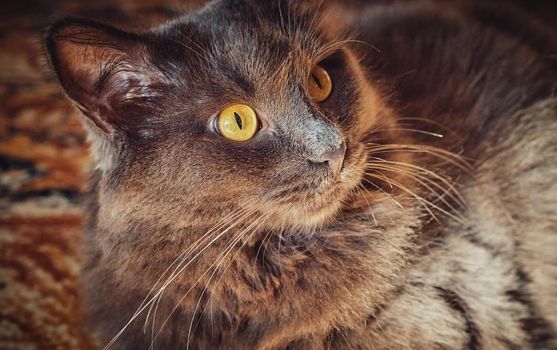 Portrait of a long-haired gray cat Nebelung close-up.Selective focus